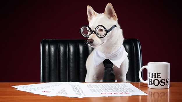 Dogs in the Workplace bring unexpected Benefits